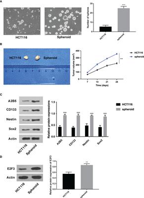 E2F3 accelerates the stemness of colon cancer cells by activating the STAT3 pathway